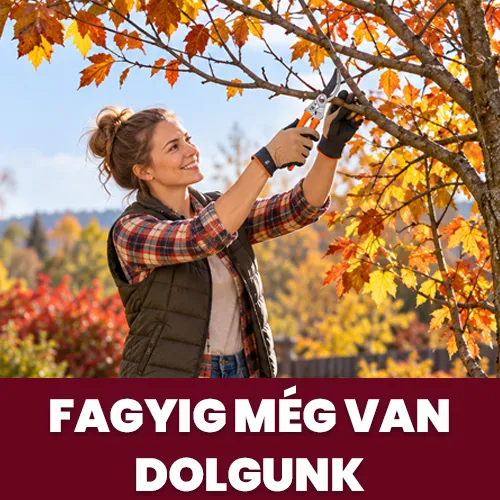 Barkácsoázis
